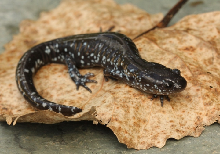 Ambystoma Salamander